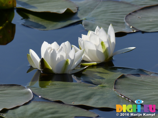 FZ029330 White water-lilies (Nymphaea alba) at Bosherston lily ponds